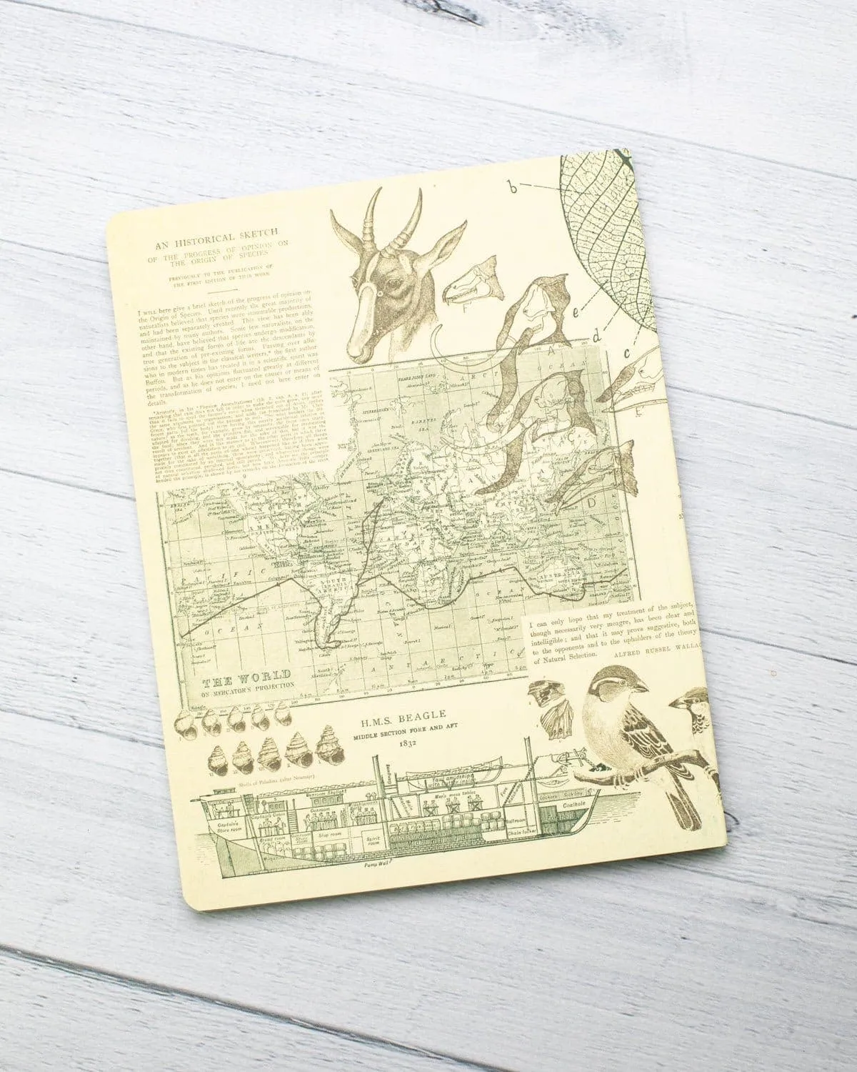 Evolution Softcover Notebook - Lined