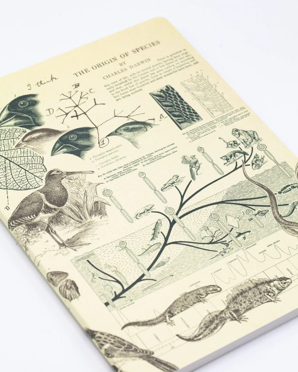 Evolution Softcover Notebook - Lined